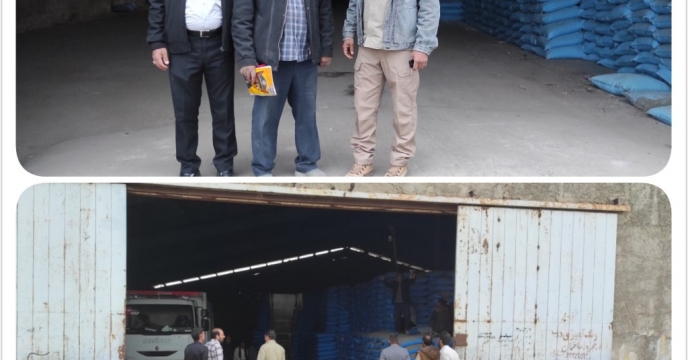 کشت قراردادی گندم درجنوب استان کرمان