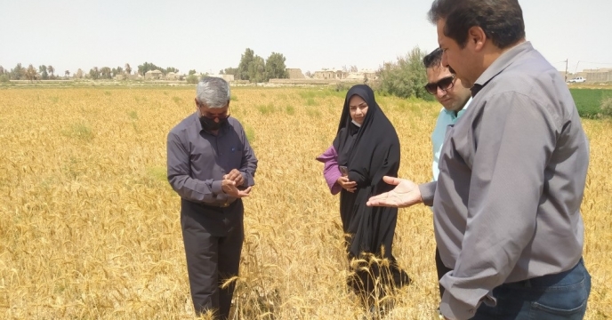 بازدید از مزارع بخش مرکزی بنجار توسط کارشناسان بذر
