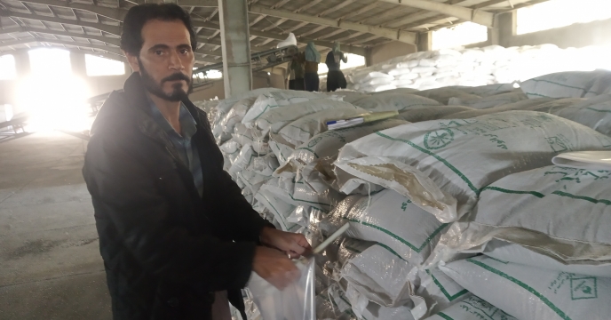 نمونه برداری از کود سوپر فسفات ساده گرانوله تولید شرکت ارکان شیمی جنوب در انبار مرکزی استان