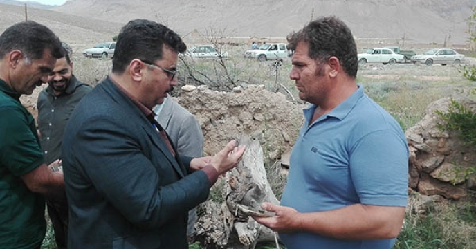 روز مزرعه کلزا دهستان میانکوه روستای طزنج