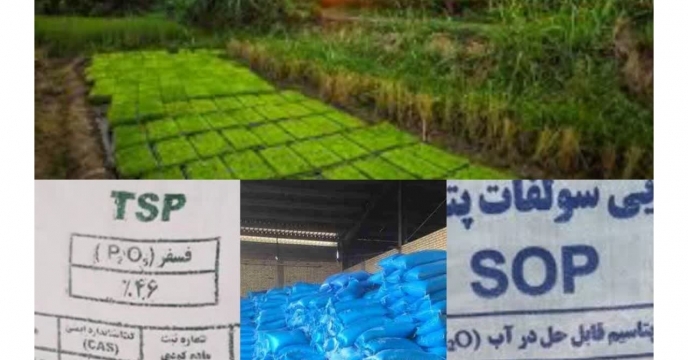 توزیع مقدار ۹۸۷ تن انواع کود کشاورزی یارانه ای برای مصرف مزارع برنج ‌گلستان در تیر  ماه سال جاری 