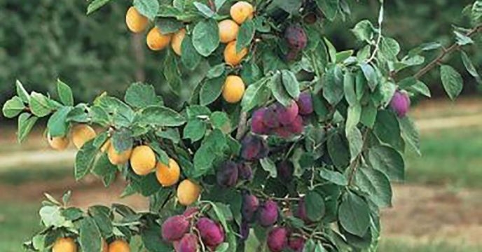 تامین و‌توزیع۸۰ تن کود یارانه ای برای باغات آلو در گلستان
