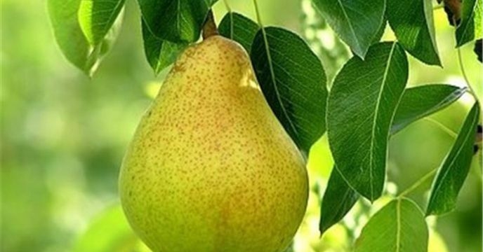 توزیع ۵۳ تن کود یارانه ای برای  باغ گلابی درختی در شش ماهه سال۱۴۰۴