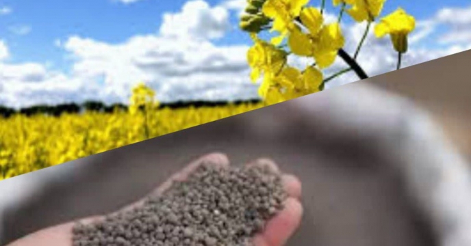 توزیع بیش از۱۶۹۱ تن انواع کود یارانه ای برای ‌مزارع کلزا درشش ماهه سال جاری