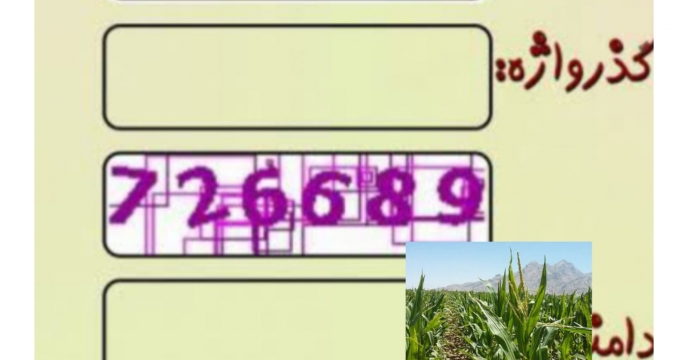 توزیع مقدار۷ تن برای مزارع ذرت خوشه ای در شش ماهه سال جاری