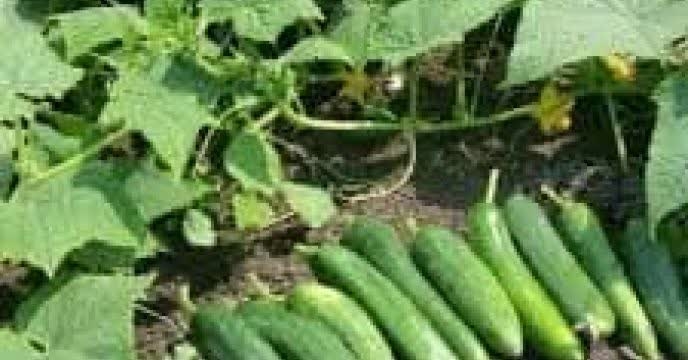 توزیع مقدار۲۳ انواع کود کشاورزی یارانه ای برای مزارع خیار درشش ماهه سال۱۴۰۴