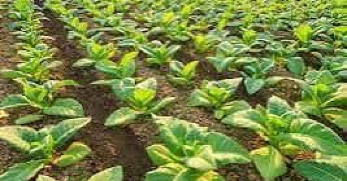 توزیع مقدار۱۶۶ تن‌‌کود یارانه ای برای مزارع توتون در شش ماهه سال جاری