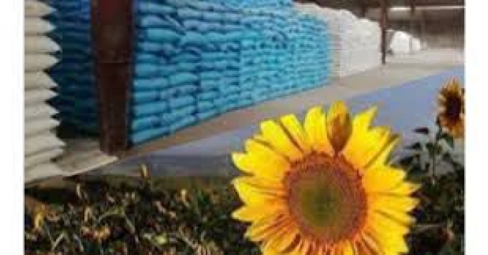 توزیع مقدار ۴۲۰ تن انواع کود کشاورزی یارانه ای برای مصرف مزارع آفتابگردان در شش ماهه سال۱۴۰۴