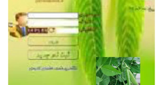 توزیع مقدار۲۰تن کود کشاورزی یارانه ای اوره برای مصرف کشت لوبیا در شش ماهه سال۱۴۰۴