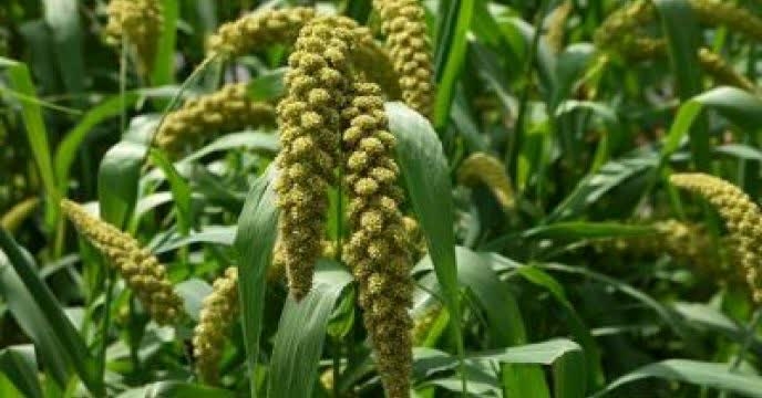 توزیع  مقدار۶ تن‌ کود کشاورزی یارانه ای اوره برای مصرف مزارع ارزن علوفه ای  در شش ماهه سال۱۴۰۴