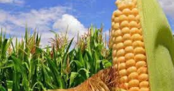توزیع  مقدار۱۴تن کود کشاورزی یارانه ای اوره برای مصرف مزارع ذرت دانه ای  در شش ماهه سال۱۴۰۴