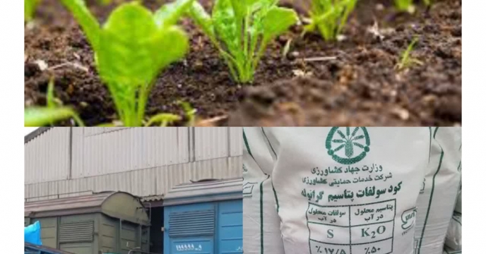 توزیع  مقدار تقریبی۴۴۸ تن انواع کود کشاورزی یارانه ای برای مصرف مزارع  چغندرقند در شش ماهه سال۱۴۰۴