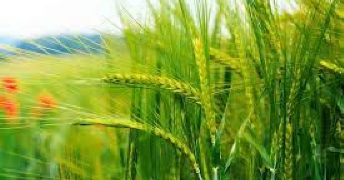 توزیع مقدار۴۵تن‌‌کود یارانه ای برای مصرف مزارع خصیل در شش ماهه سال جاری