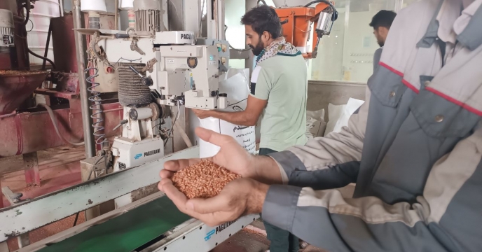 شروع عملیات بوجاری بذر شرکت خدمات حمایتی کشاورزی و تولید و استحصال  بیش از ۳۵۰ تن  بذر گندم  در انبار قرق شرکت خدمات حمایتی کشاورزی استان گلستان