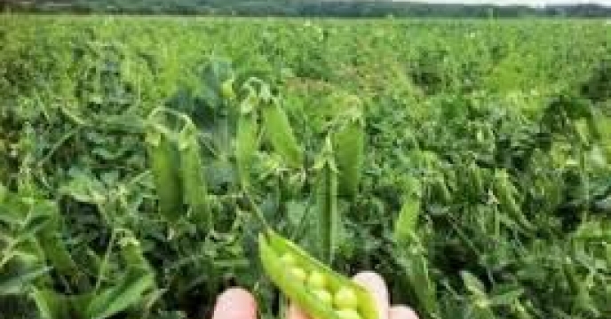 حرکت گلستان به سمت کشاورزی پایدار/ نخود به‌عنوان محصول راهبردی انتخاب شد