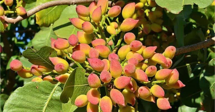 حمایت از پسته اصیل ایرانی؛ توزیع کود یارانه‌ای بر اساس الگوی کشت در گلستان