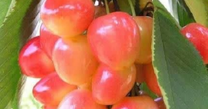 گلستان در مسیر کشاورزی هوشمند؛ کود آلبالوکاران بر اساس الگوی کشت و سامانه پایش توزیع می‌شود