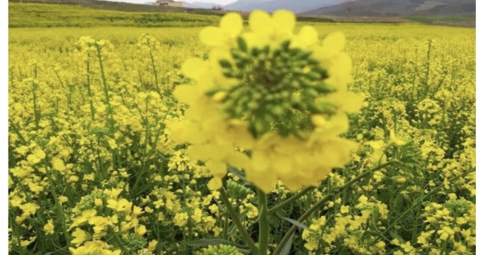 توزیع کود در سطح 4751 هکتار مزارع (گندم، جو و کلزا) در شهرستان استهبان در سال 99