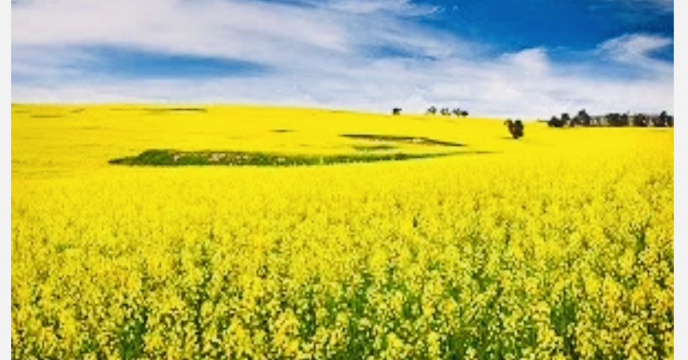 تخصیص کود پتاسه مورد نیاز کشت پاییزه (کلزا) در شهرستان استهبان استان فارس