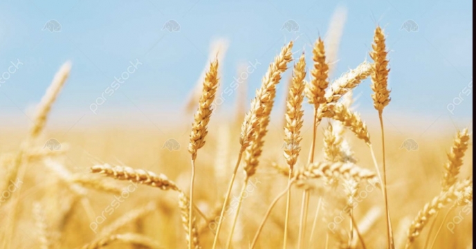 توزیع کود در سطح 9159 هکتار مزارع (گندم،جو و کلزا ) در شهرستان کوار در سال 99