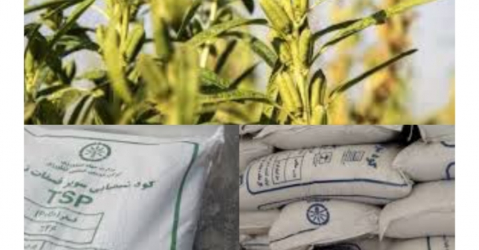 توزبع مقدار۶۹ تن ‌کود پر مصرف یارانه ای برای مزارع کنجد در چهار ماهه سال جاری