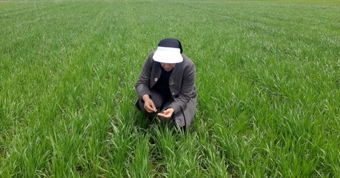 بازدید از مزارع طرف قرارداد محصول جو در شهرستان شهرکرد