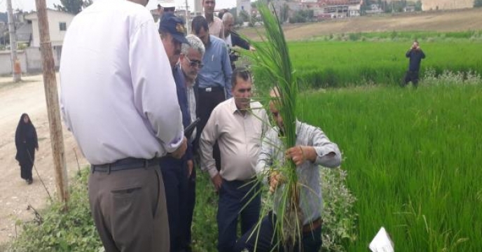 بازدید مدیرکل غلات وزارت جهادکشاورزی از شالیزاری های مازندران