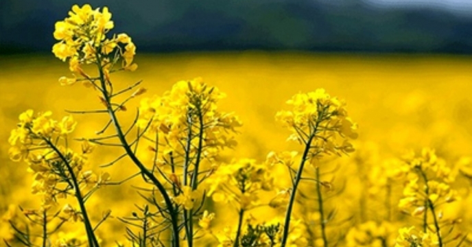 توزیع بیش از ۷۷۶ تُن نهاده کشاورزی برای مزارع کلزا در  سطح استان توسط شرکت خدمات حمایتی کشاورزی استان قزوین