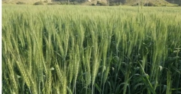 بازدید میدانی مدیر شرکت خدمات حمایتی کشاورزی استان بوشهر از مزارع گندم شهرستان دشتستان