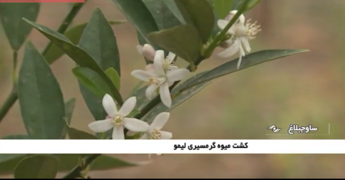 اولین لیموی گلخانه ای در البرز شکوفه داد