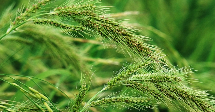 چگونگی خسارت علف هرز سوروف در شالیزارها