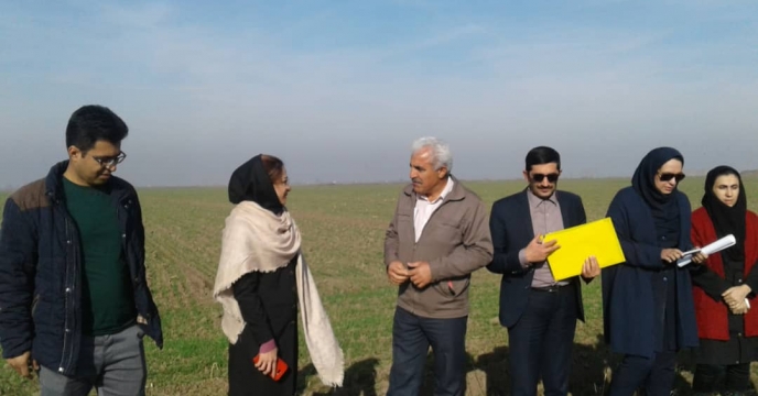 بازدید از مزرعه پایلوت تغذیه ای گندم در استان گلستان