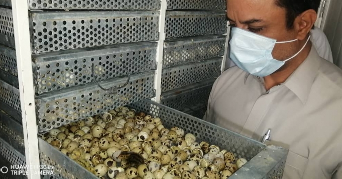 ✅بازدید امروز مدیر جهاد کشاورزی شهرستان خاش از واحد پرورش بلدرچين در منطقه نوشی آباد بخش مرکزی