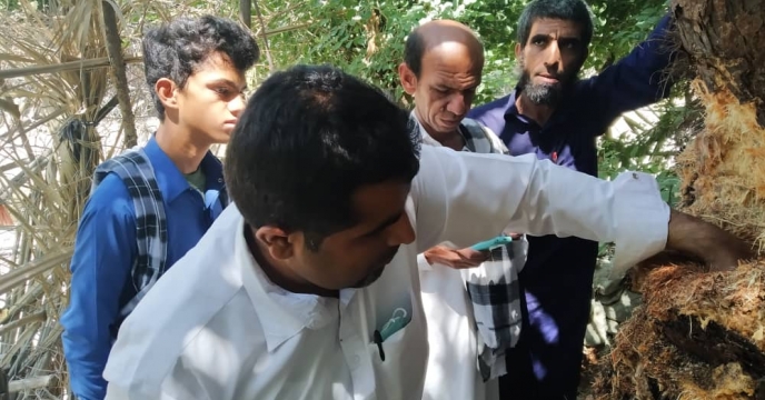 آموزش روش مبارزه با سوسک سرخوطومی