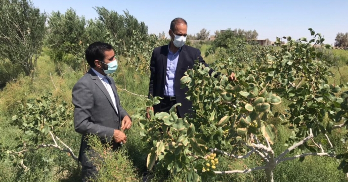 دیدار مهندس اردشیر شهرکی مدیر باغبانی سازمان جهاد کشاورزی استان با مدیر جهاد کشاورزی شهرستان هامون و بازدید از باغات انگور و پسته