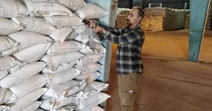نمونه برداری از کود آلی فسفاته گرانوله تولیدی شرکت محمدی (آلکان)