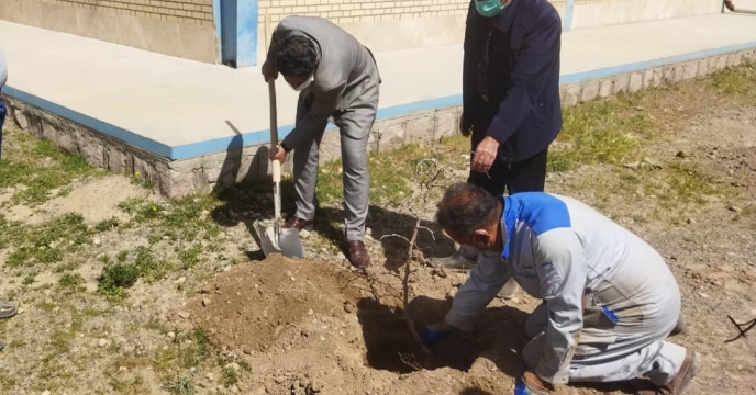 کاشت 120 اصله نهال مثمر در مجتمع انبار های شرکت خدمات حمایتی کشاورزی خراسان جنوبی