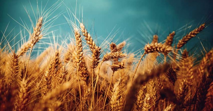 روند منظم توزیع کود یارانه‌ای برای حمایت از کشت گندم در شهرستان آبیک توسط شرکت خدمات حمایتی کشاورزی استان قزوین