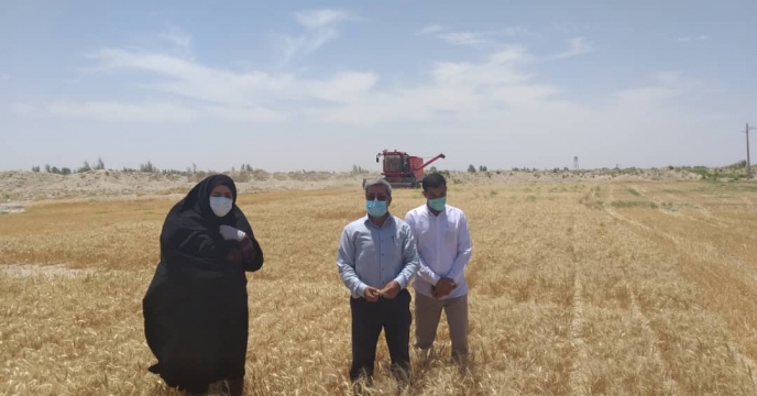 بازدید،کنترل و گواهی مزارع تولید بذر شهرستان هیرمند 