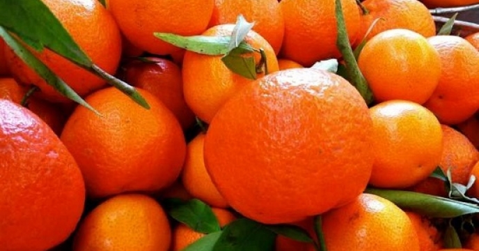 آغاز برداشت نارنگی پیش رس در استان مازندران
