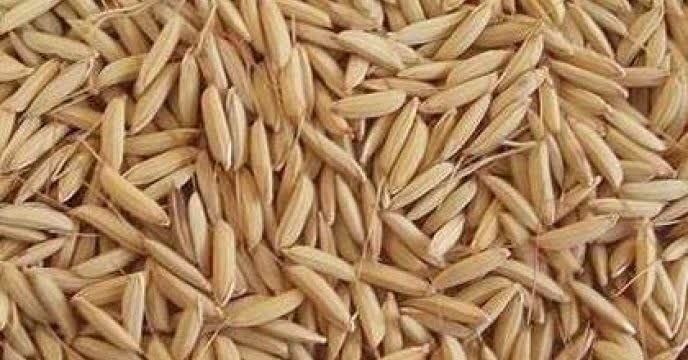 توزیع کامل بذر برنج در استان‌های گیلان و مازندران