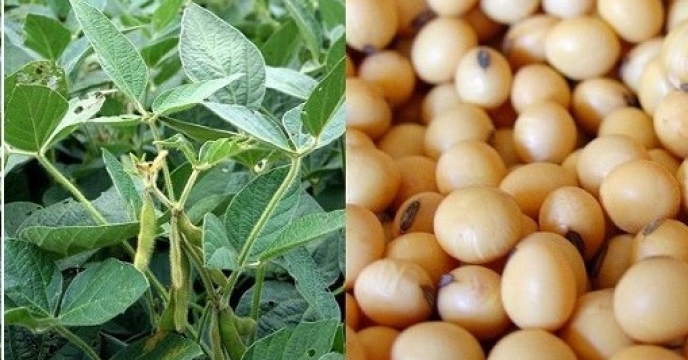 افزایش دو برابری سطح سبز سویا در گلوگاه مازندران