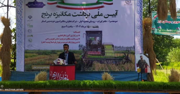 آغاز برداشت خوشه های طلایی برنج  در گیلان