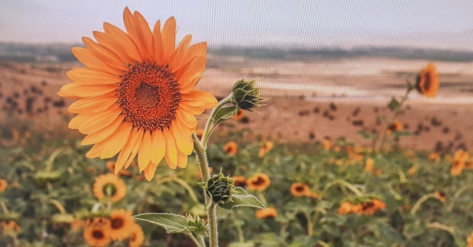 مقاله