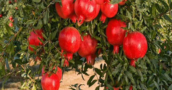 جشنواره انار در استان سمنان
