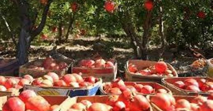 تامین کود جهت 1560 تن باغات انار خراسان شمالی