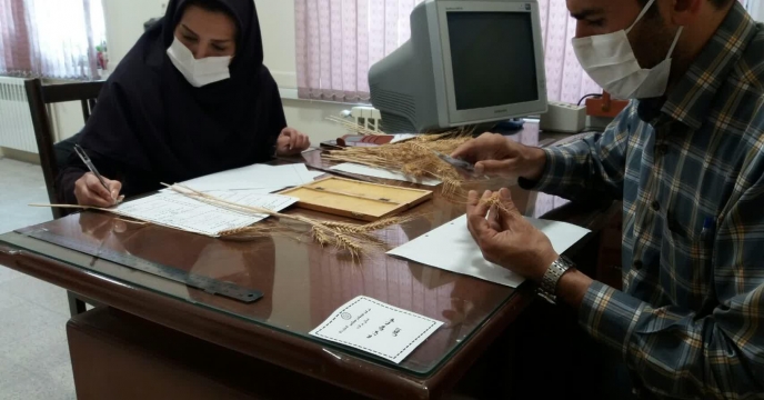 محاسبه و اندازه گیری تعداد دانه در خوشه گندم در مزرعه  طرح پایلوت تغذیه گیاهی – استان مرکزی 