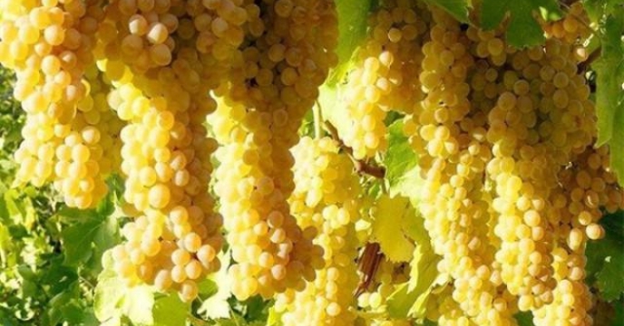 برداشت انگور از باغات شهرستان خنداب – استان مرکزی  مهر ماه 1399                         