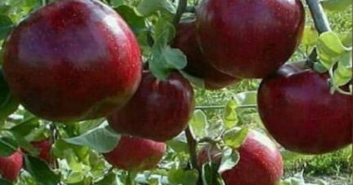توزیع کود مورد نیاز باغات میوه در شهرستان طالقان