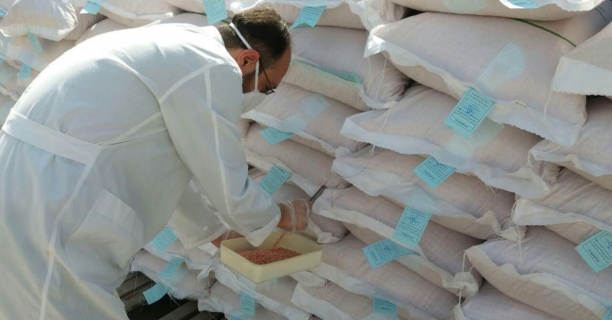 عملیات نمونه برداری از انواع بذور در حال بوجاری ( بذر گندم اروم مادری و گواهی شده ) 